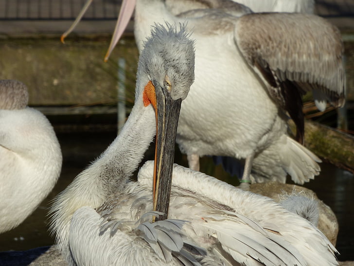 dalmatiske pelican, Pelikan, vand fugl, foråret kjole, Zoo, dyr, fjerdragt