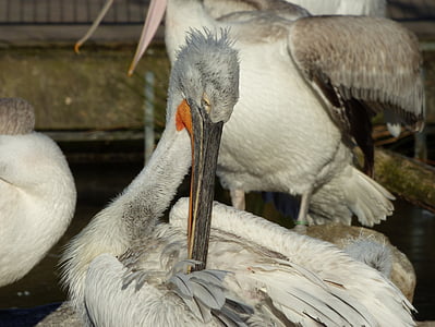dalmatiner pelican, Pelikan, vatten fågel, fjädra klänningen, Zoo, djur, fjäderdräkt