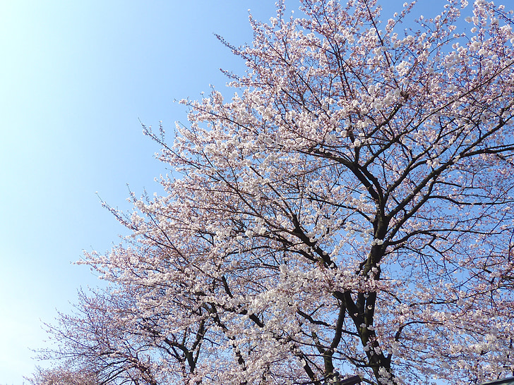 Sakura, Japán, cseresznye, természet, virág, fa, Blossom