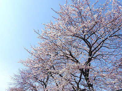 Sakura, Japó, cirera, natura, flor, arbre, flor