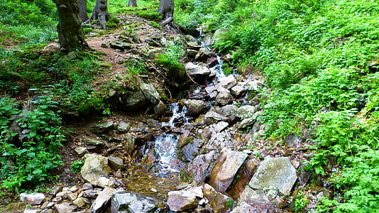 stream, forest, water, torrent, stones, bank, trough