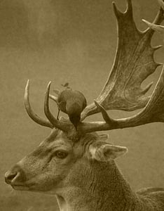 antlers, stag, deer, velvet, crow, wildlife, outdoors