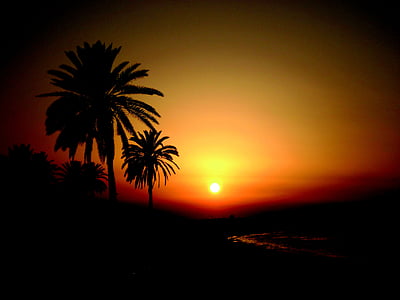 Tunézia, naplemente, Holiday, abendstimmung, Palm