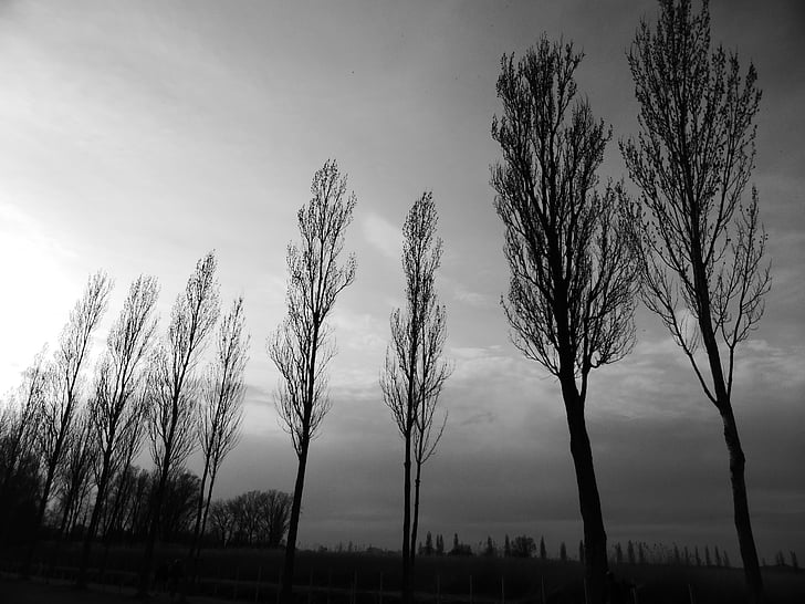 tree, nature, landscape
