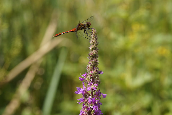 Rode waterjuffer, Dragonfly, rood, Loosestrife, wetlands, in de omgeving van wal, Bank