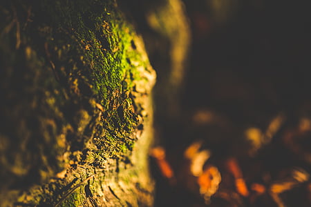 enfocament, fotografia, verd, arbre, tronc, arrel, molsa