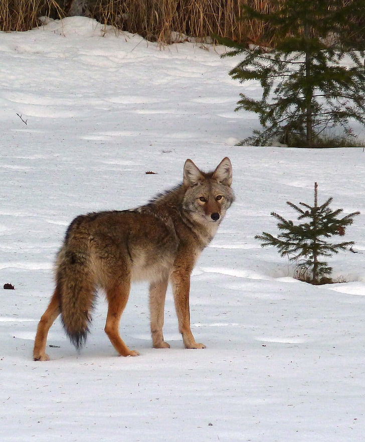 Coyote, Khuyển latrans, động vật, răng nanh, cuộc sống hoang dã, Thiên nhiên, mùa đông