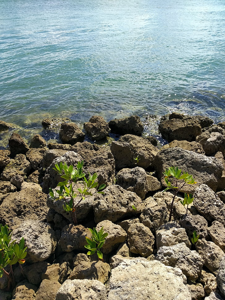 Ocean, vand, sten, Florida, landskab, Smuk