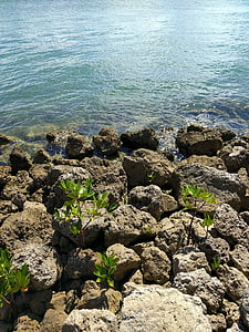 oceano, acqua, rocce, Florida, paesaggio, bella