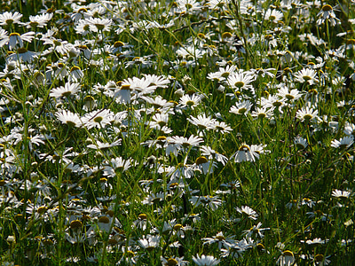 heřmánek pravý, Matricaria chamomilla, Heřmánek, květiny, závod, matricaria recutita, heřmánkem pole
