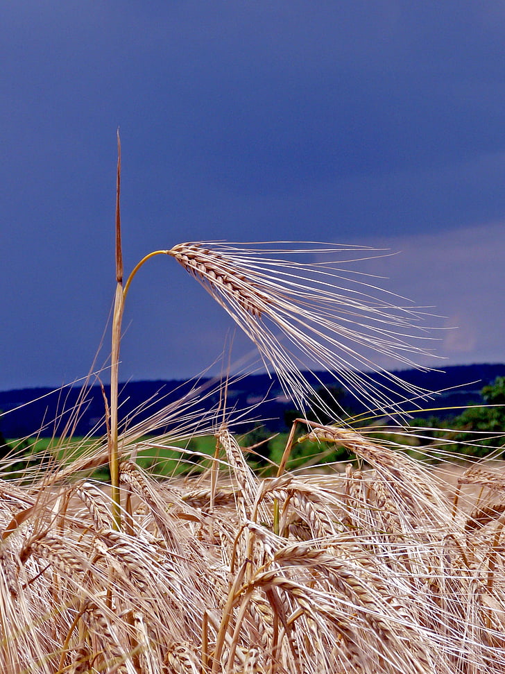 ucho, pole, obilniny, kukuričnom poli, poľnohospodárstvo, Príroda, pšenica