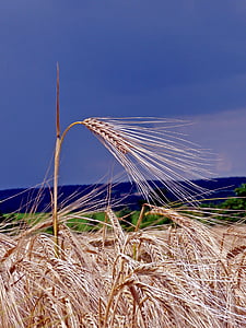 orecchio, campo, cereali, campo di mais, agricoltura, natura, grano