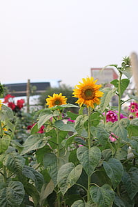 flowers, garden, green, plants, sunflowers, yellow, flower