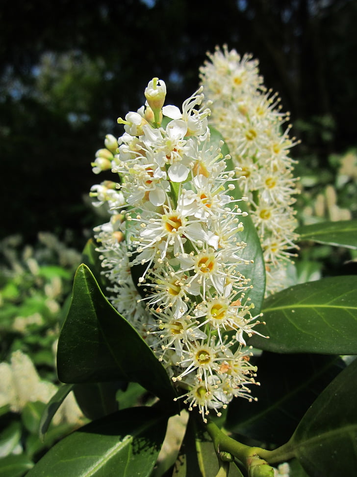 Prunus laurocerasus, laakerikirsikka, yhteinen laurel, Englanti laurel, puu, pensas, Flora