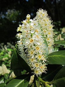 Prunus laurocerasus, Cherry laurel, laurel comune, Engleză laurel, copac, arbust, Flora