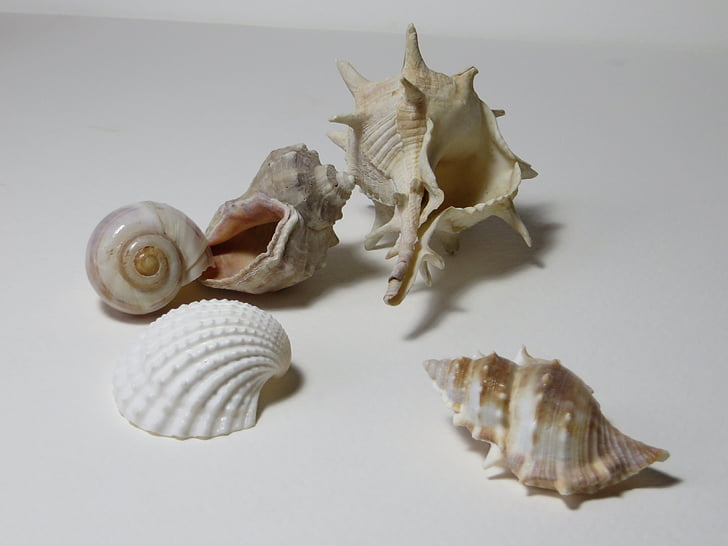 gastrópodes marinhos, habitação, mexilhões