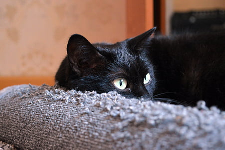 černá kočka, škrábání příspěvky, kočka při pohledu, kočka, kočičí sny, kočka je, domácí zvíře