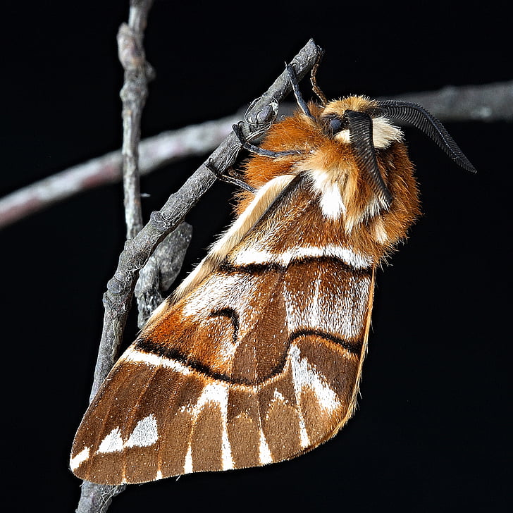 Moth, makro, hmyzu, Zavrieť, krídlo, Orange, Príroda