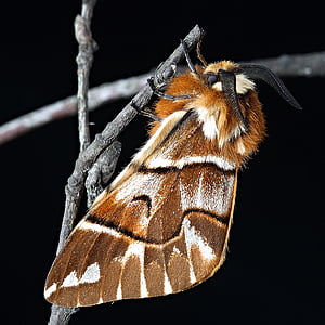moth, macro, insect, close, wing, orange, nature