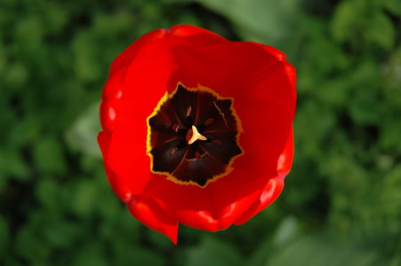 Tulip, flor, floración, rojo, jardín, planta, cerrar