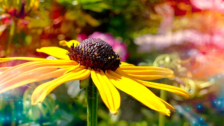 flor d'estiu, flor groga d'estiu, Rudbeckia, solstici d'estiu, barret per al sol, brillant, natura