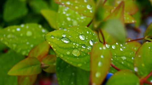 natuur, blad, regendruppel, dauw