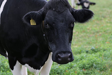 vaca, leite, fazenda, animal, produtos lácteos, gado, agricultura