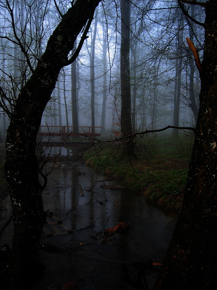 forest, fog, tree, glade, bach, bridge, atmosphere