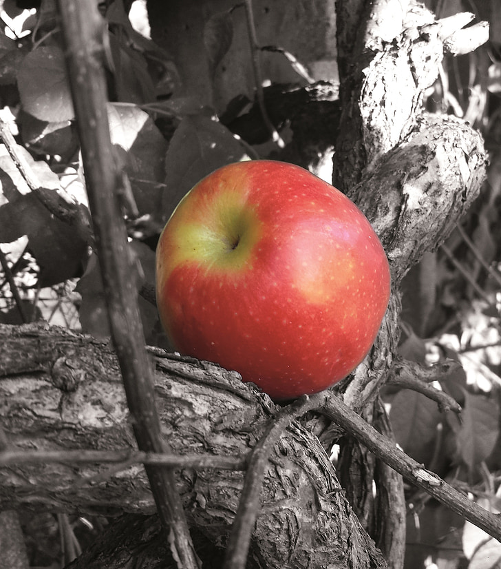 Apple, treet, frukt, rød, sunn, natur