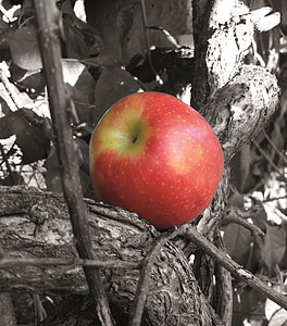 Apple, árbol, fruta, rojo, saludable, naturaleza