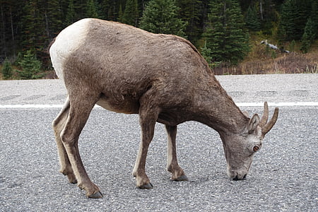fåren, kanadensiska, Klippiga bergen, vilda djur, vildmarken, Kanada, Horned