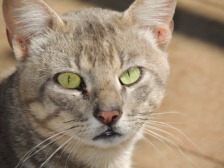 mačka, životinja, zelene oči