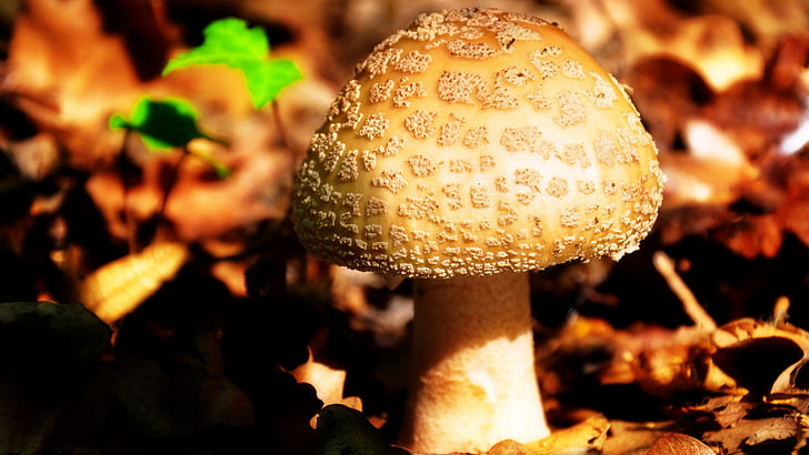 mushroom, autumn, nature, forest
