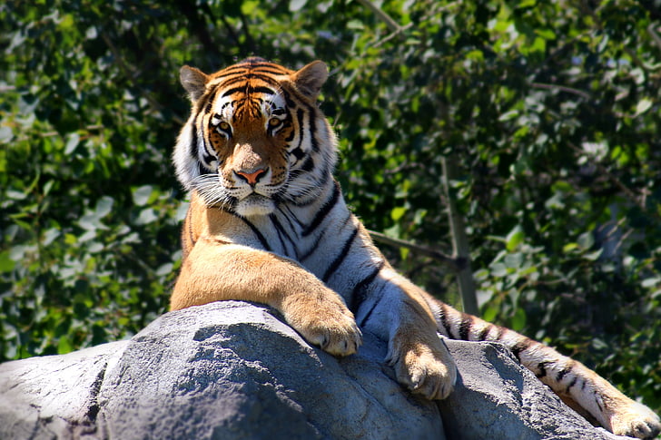 τίγρης, ζώο, άγρια φύση, φύση, γάτα, θηλαστικό, λιοντάρι