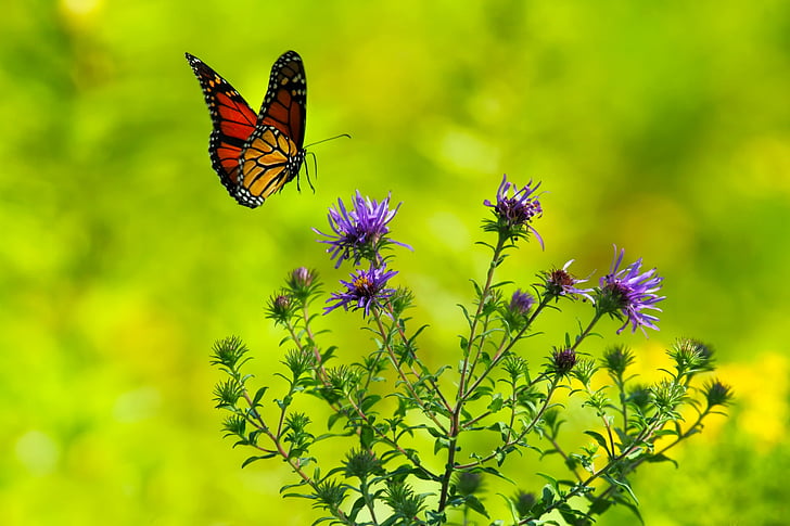 пеперуда, цветя, растения, Буш, природата, на открито, Красив