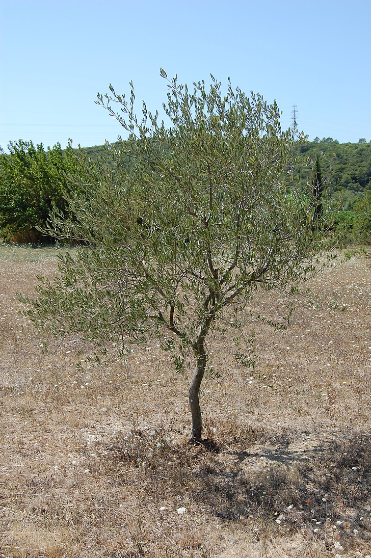 olivier, tree, nature, south, rural Scene