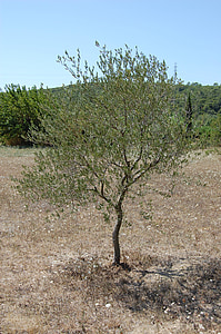 Olivier, árbol, naturaleza, Sur, Escena rural