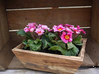 primroses, λουλούδι-box, άνοιξη, PIN, λουλούδι, φύση, φυτό