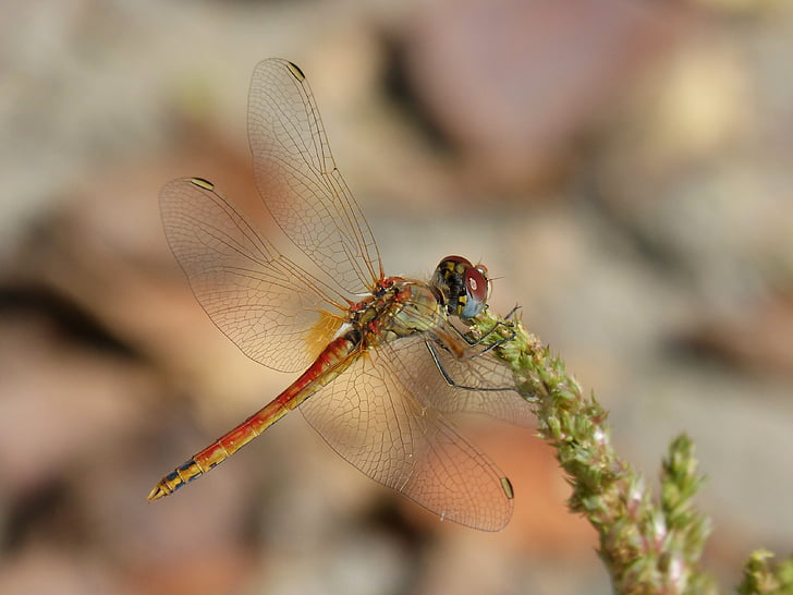 Dragonfly, Sympetrum striolatum, bevinget insekt, detaljer, Beleza, rød guldsmed