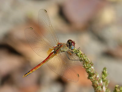 Dragonfly, Sympetrum striolatum, siivekäs hyönteinen, yksityiskohta, Beleza, punainen sudenkorento