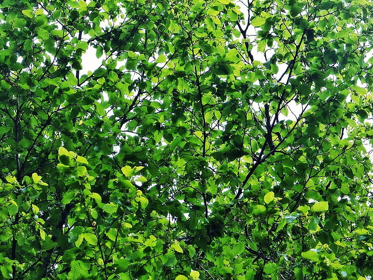 hojas, Bush, árbol, verde, primavera, planta, naturaleza