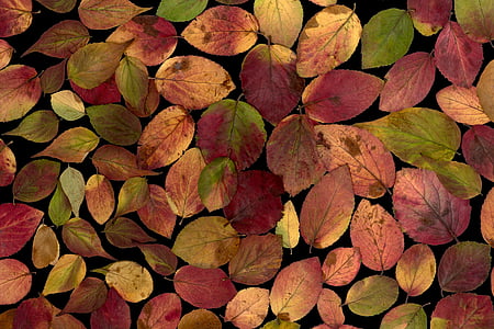 叶子, 真正的叶子, 多彩, 干, 组成, 树叶子, 树叶
