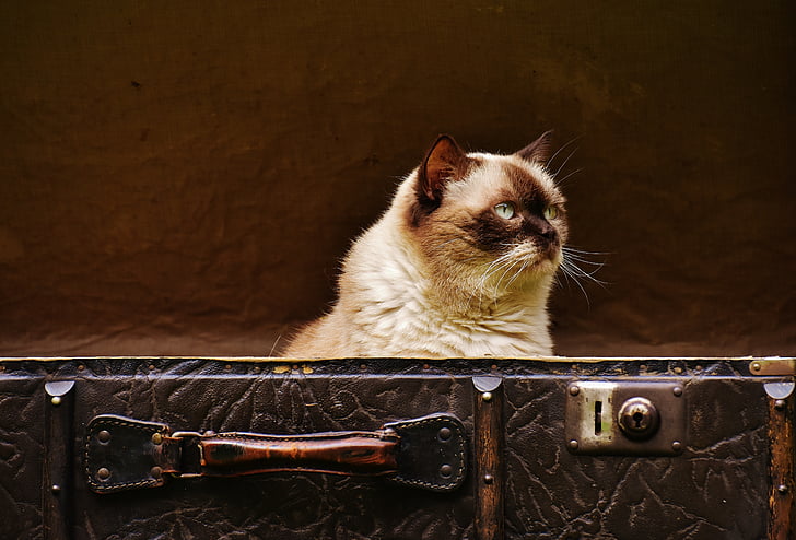 equipaje, antiguo, gato, británicos de pelo corto, gracioso, curioso, cuero