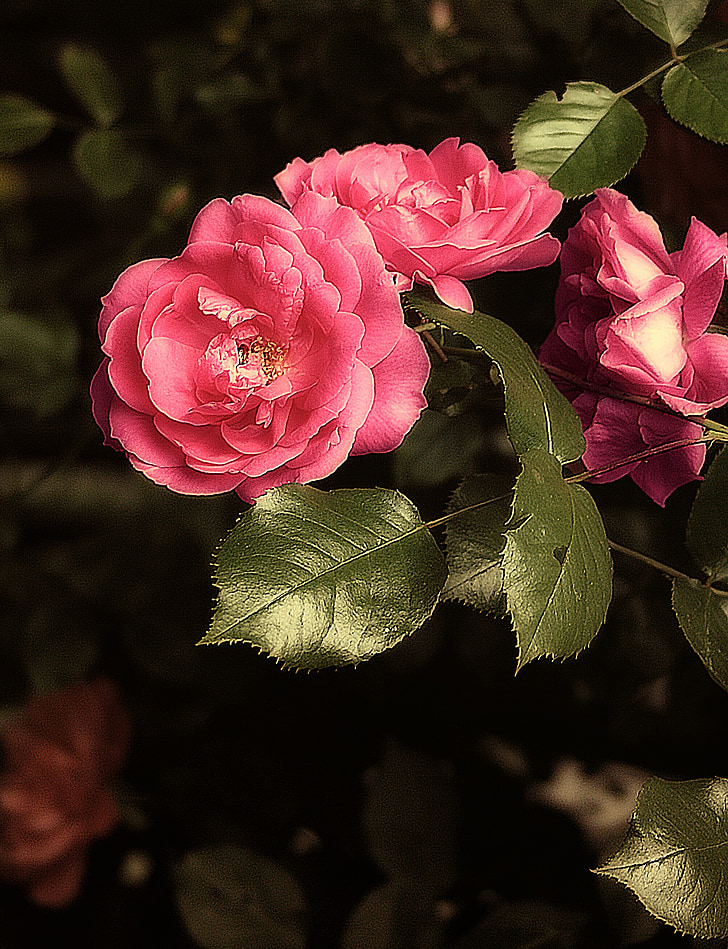 steg, blomst, en blomsterhave, Pink rose, rosenhækken, haven, haven buske