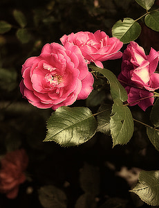 rose, flower, a flower garden, pink rose, rosebush, garden, garden shrubs