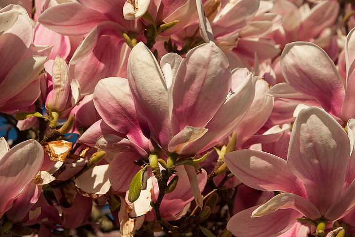 Magnolia, bloem, lente, bloei, roze kleur, Petal, geen mensen