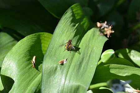 навъртам муха, листа, чесън, диви, едър план, природата, растителна