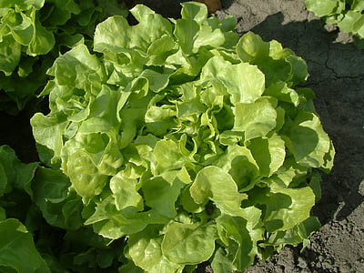 salad, ek-daun selada, tumbuh sayuran, sayur, Makanan, pertanian, organik