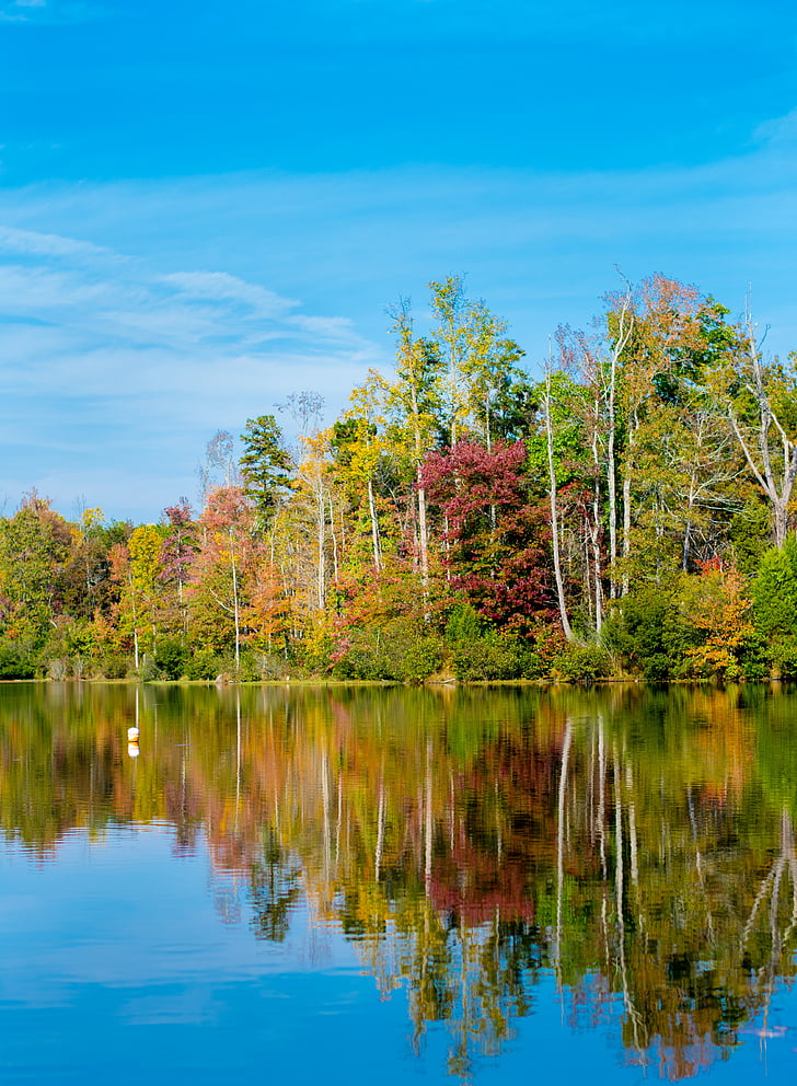 Parque, reflexión, agua, árboles, otoño, caída, naturaleza