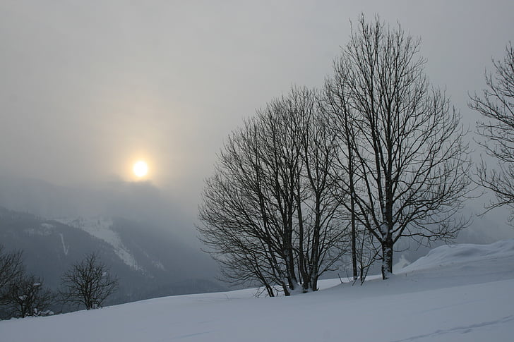 pôr do sol, Inverno, árvore, frio, neve, nevoeiro, natureza